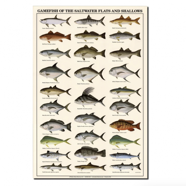 Poster Peces de Aguas Saladas - Imagen 2